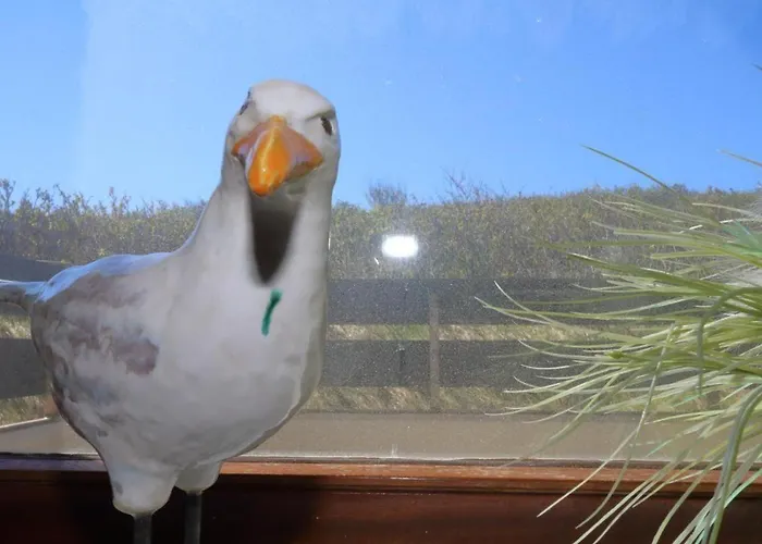 Widlak * Вестерланд